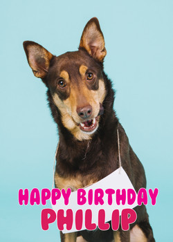 Funny Alsation 3 Birthday Card