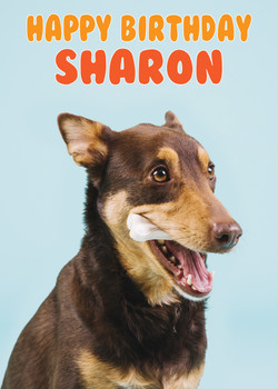 Funny Alsation 4 Birthday Card