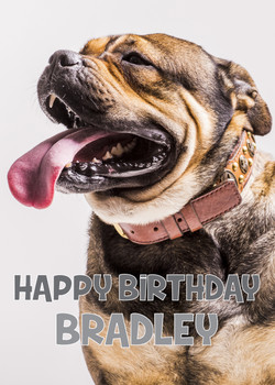 Funny Bull Dog 1 Birthday Card
