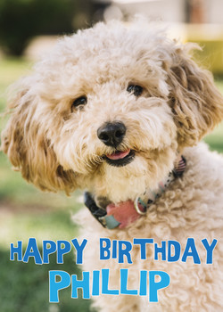 Funny Carvapoo 2 Birthday Card Funny Carvapoo 2 Birthday Card