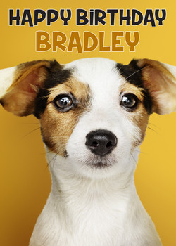 Funny Jack Russel 1 Birthday Card Funny Jack Russel 1 Birthday Card