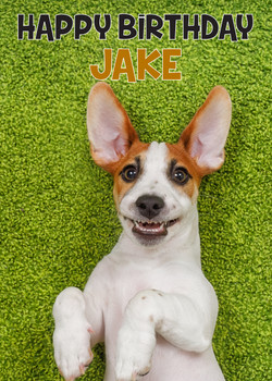 Funny Jack Russel 2 Birthday Card Funny Jack Russel 2 Birthday Card
