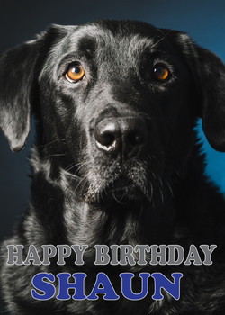 Funny Labrador 6 Birthday Card
