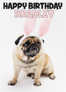 Funny Pug 13 Birthday Card Funny Pug 13 Birthday Card