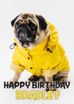 Funny Pug 4 Birthday Card