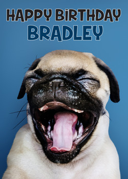 Funny Pug 6 Birthday Card