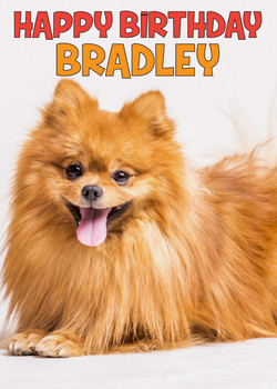 Funny Red Spitz 1 Birthday Card