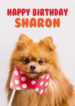 Funny Red Spitz 3 Birthday Card