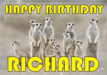 Funny Meekats Group Birthday Card Funny Meekats Group Birthday Card