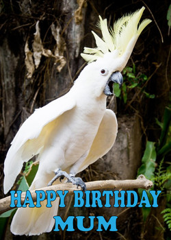 Funny Parrot 4 Birthday Card Funny Parrot 4 Birthday Card