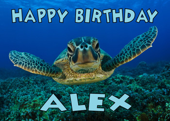 Funny Sea Turtle Birthday Card