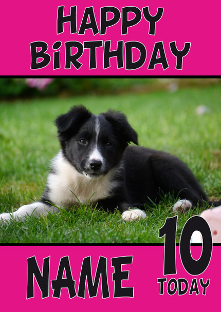 Funny Border Collie Puppy Dog Birthday Card