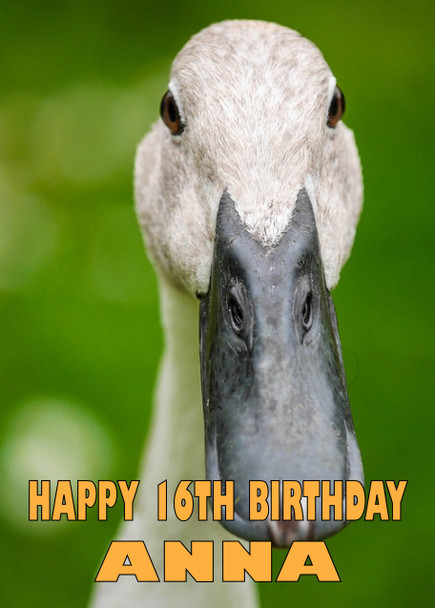 Funny Duck 4 Birthday Card