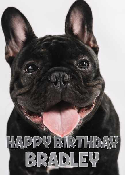 Funny Bull Dog 3 Birthday Card