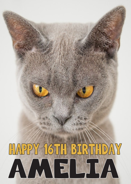 Funny Cat 4 Birthday Card