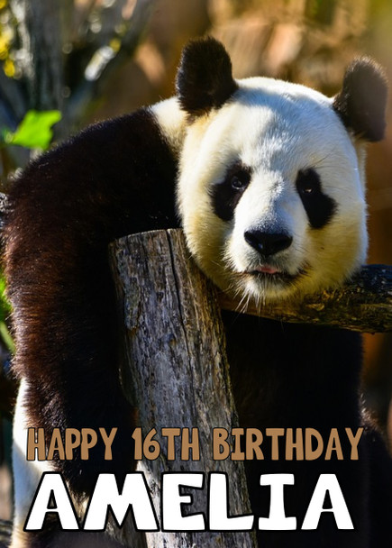 Funny Panda 2 Birthday Card