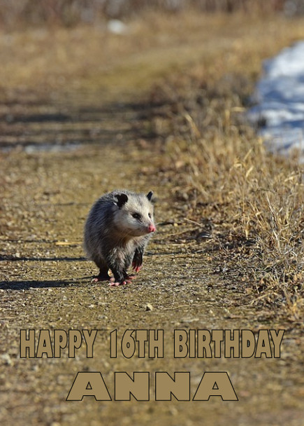 Funny Possum 1 Birthday Card