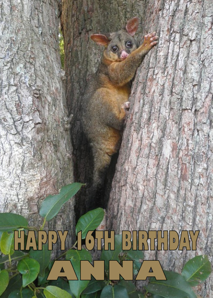 Funny Possum 2 Birthday Card