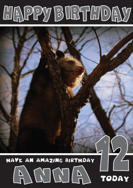 Funny Possum 3 Birthday Card