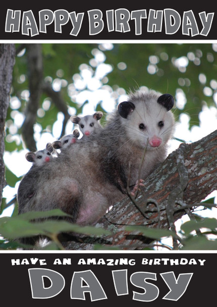 Funny Possum 4 Birthday Card
