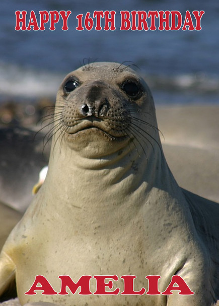 Funny Seal 4 Birthday Card