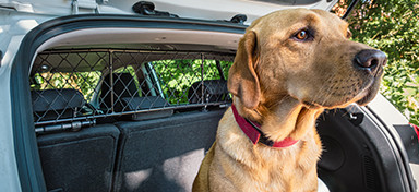 Mesh Dog Guards Category Image