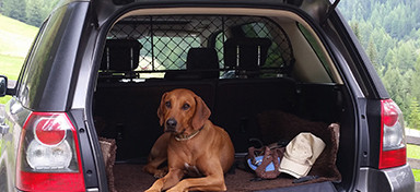 Dog Guards by Barrier Type Category Image