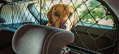 Dog Guards Category Image