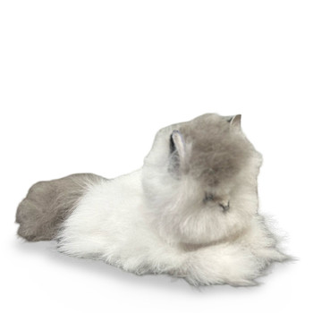 Cat Kitty Baby Alpaca Fur Pet Ultra Soft Mixed Colors 8" Natural Plush  Cat Kitty Baby Alpaca Fur Pet Ultra Soft Mixed Colors 8" Natural Plush