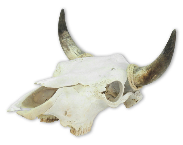 Real Cattle Steer Skull Life Size Natural Bone Wall Accent 22" x 22"x 10" Authentic Indoor Outdoor