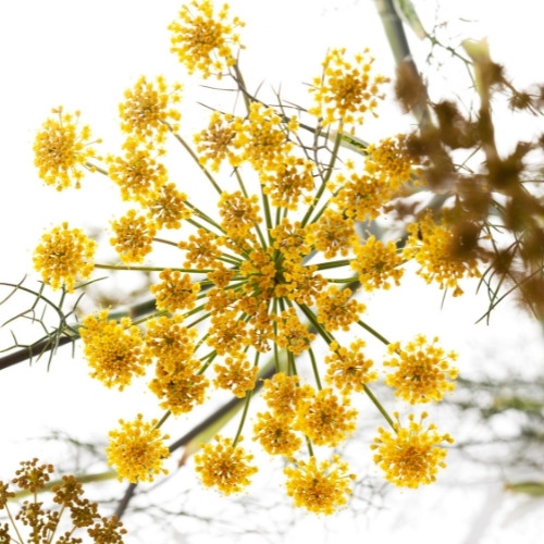 Legacy Aromatics Sweet Fennel Essential Oil