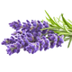 Lavender Officinalis | Essential Oil