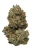 1 OZ THCa Flower 1 OZ THCa Flower