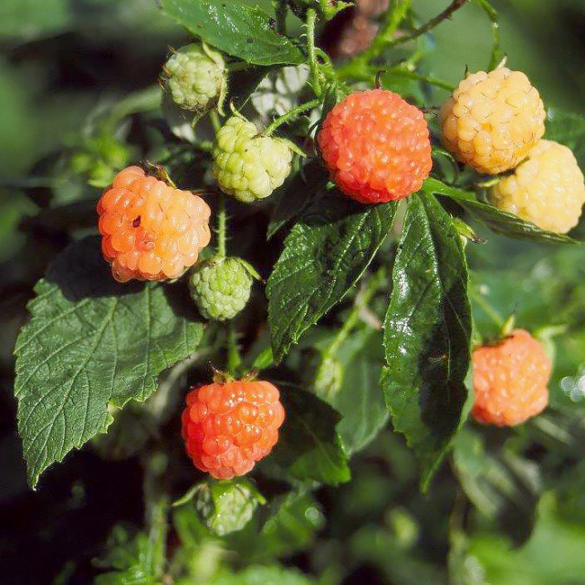 Fall Gold Raspberry - Wholesale - Hartmanns Plant Company