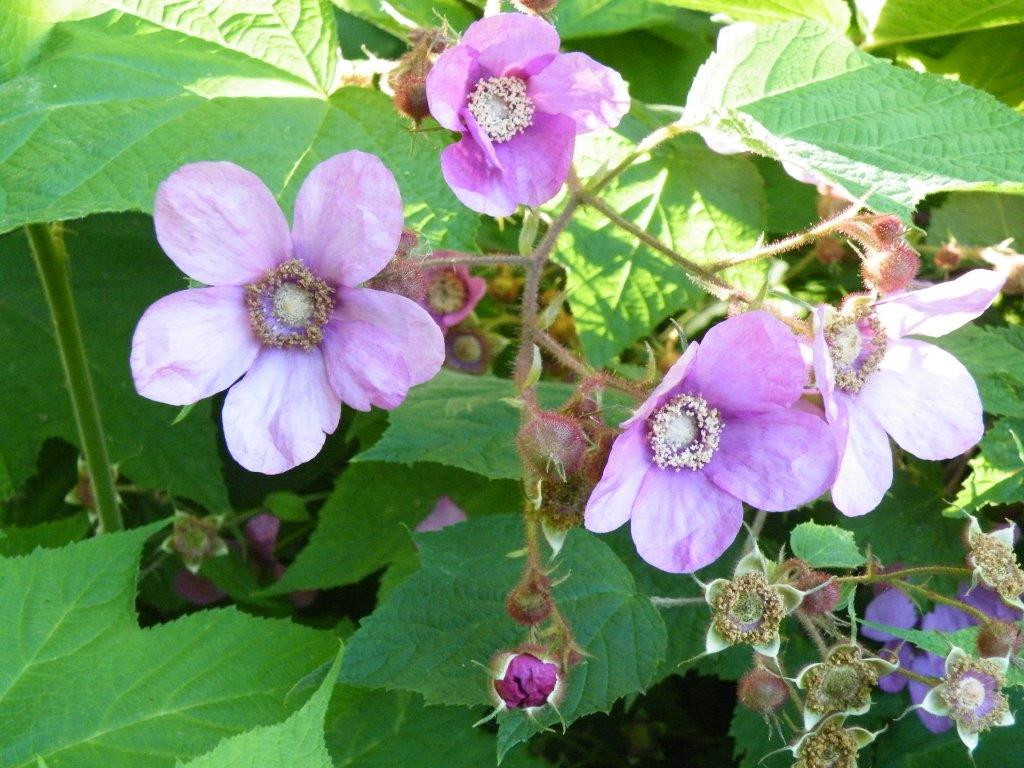 Purple Flowering Raspberry - Wholesale - Hartmanns Plant Company