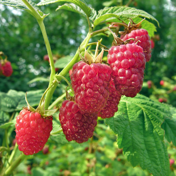 Retail - Raspberries - Hartmanns Plant Company