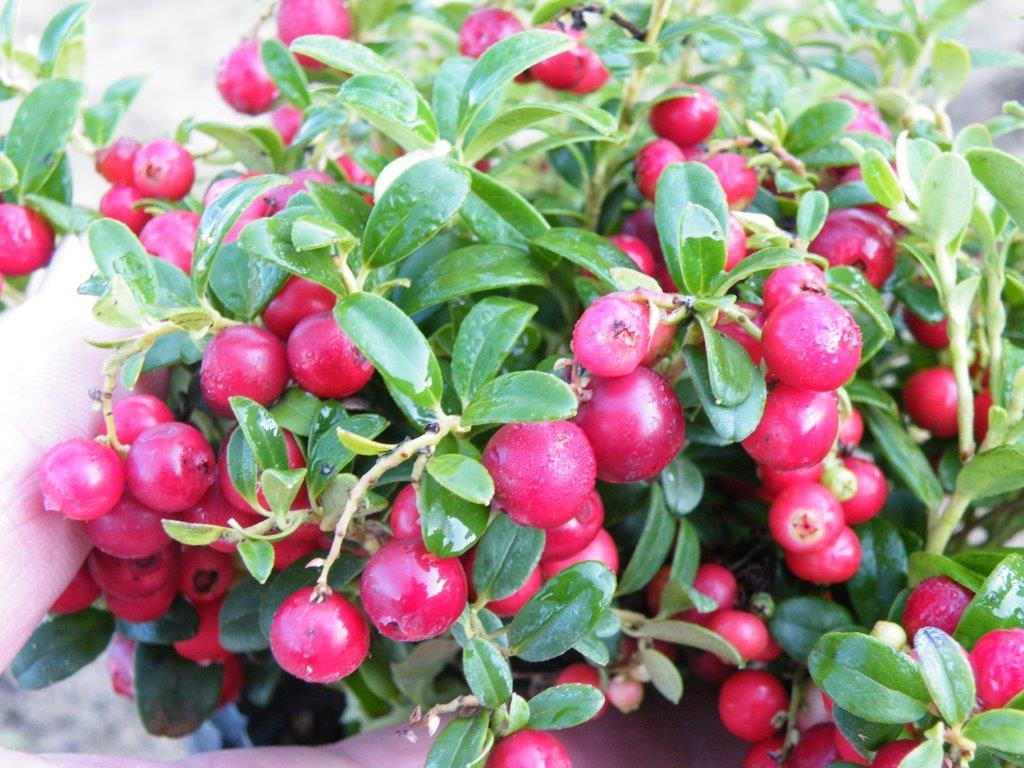 Red Sunset Lingonberry (PPAF) - Wholesale - Hartmanns Plant Company