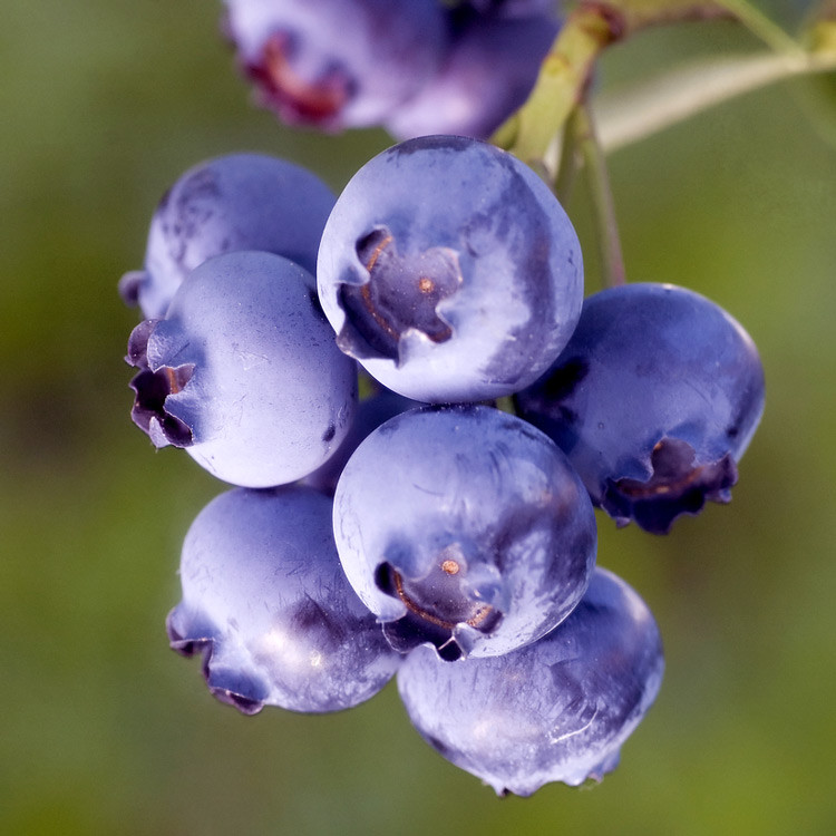 Sunshineblue Blueberry - Wholesale - Hartmanns Plant Company