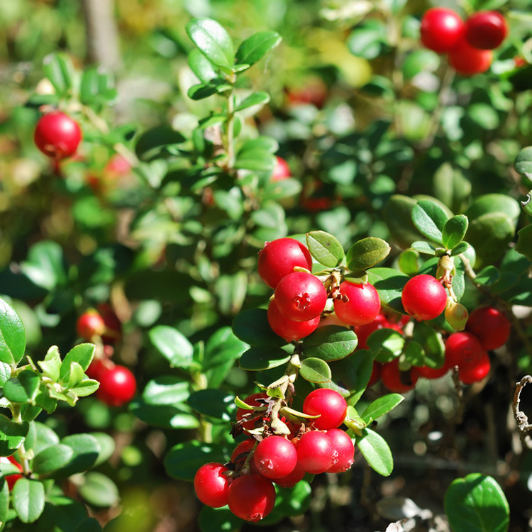 Red Pearl Lingonberry - Wholesale - Hartmanns Plant Company