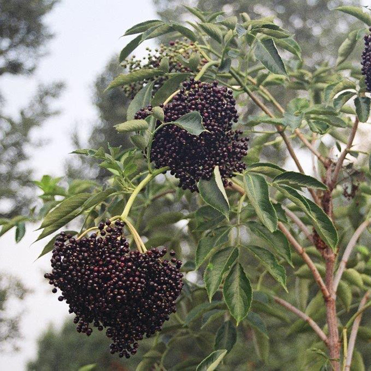 Wyldewood Elderberry - Wholesale