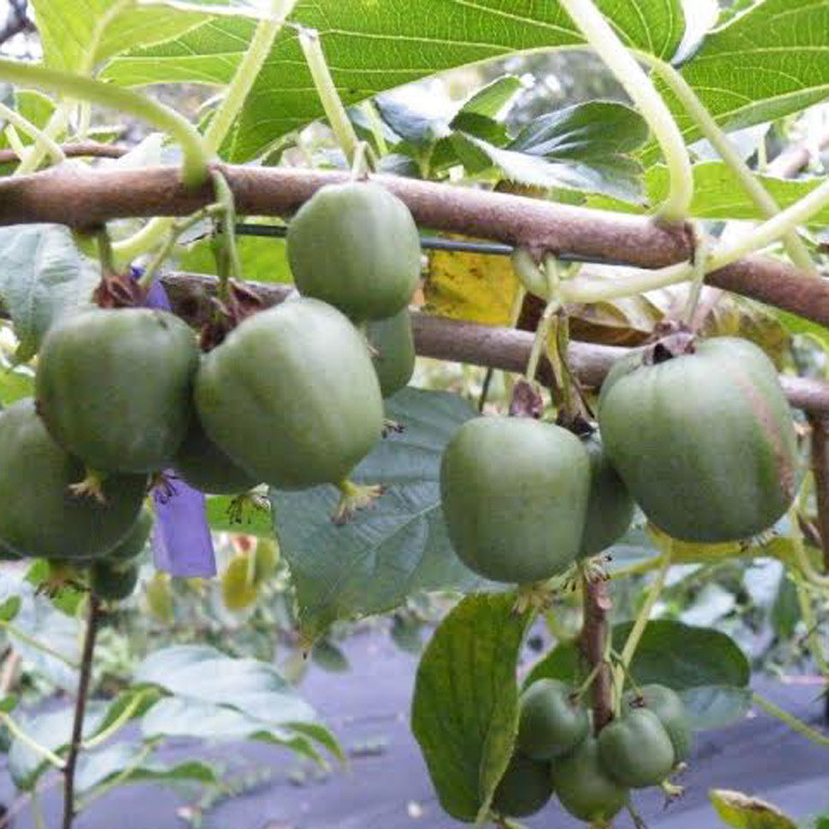 MSU Kiwiberry - Wholesale - Hartmanns Plant Company
