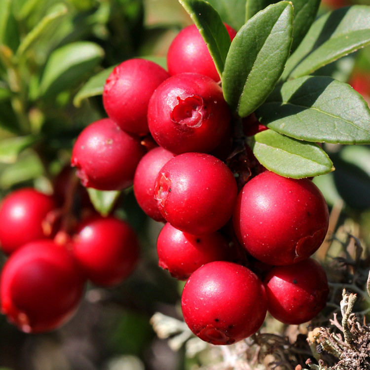 Erntedank Lingonberry - Retail - Hartmanns Plant Company
