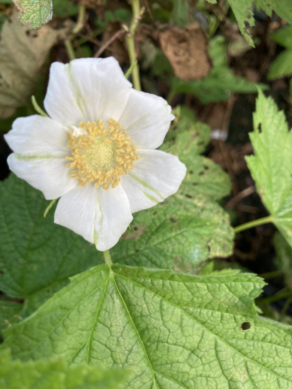Thimbleberry Raspberry - Retail - Hartmanns Plant Company