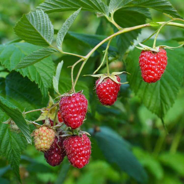 Tulameen Raspberry - Retail - Hartmanns Plant Company