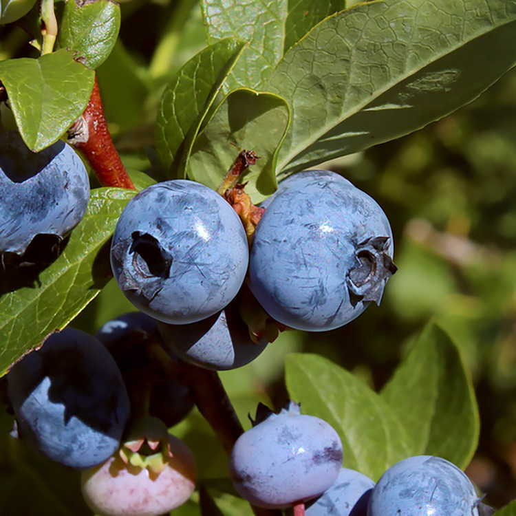 Wholesale - Blueberries - Hartmanns Plant Company