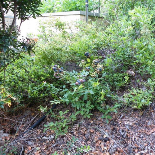 Blue Boy Blueberry - Wholesale - Hartmanns Plant Company