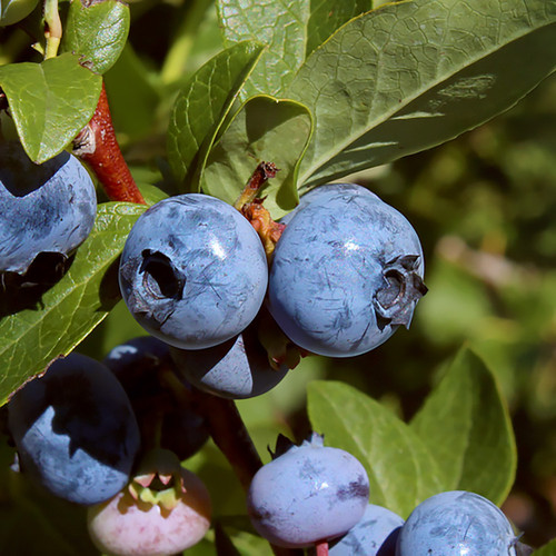 Blue Boy Blueberry - Wholesale - Hartmanns Plant Company