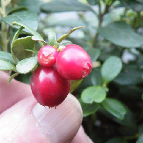 New Farm Lingonberry - Wholesale - Hartmanns Plant Company