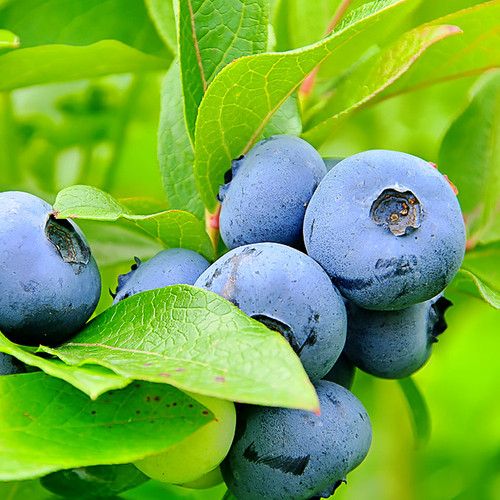 P.Blueboy大株 Blue Boy Blueberry - Wholesale - Hartmanns Plant Company