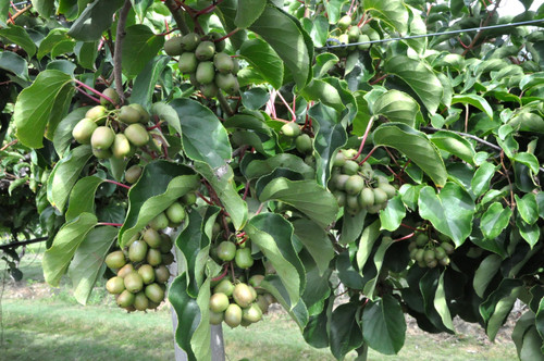 Geneva 3 Kiwiberry - Wholesale - Hartmanns Plant Company